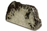 Free-Standing, Petoskey Stone (Fossil Coral) Section - Michigan #357003-1